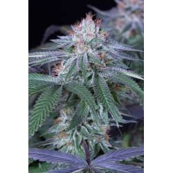 Velvet Octane de Humboldt Seeds