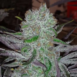 Best Friend Regular de Jinxproff Genetics