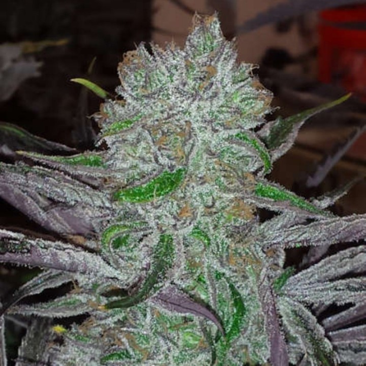Best Friend Regular de Jinxproff Genetics