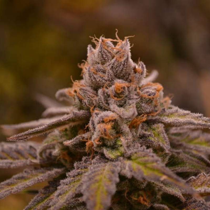 Hubba Bubba Regular de Jinxproff Genetics