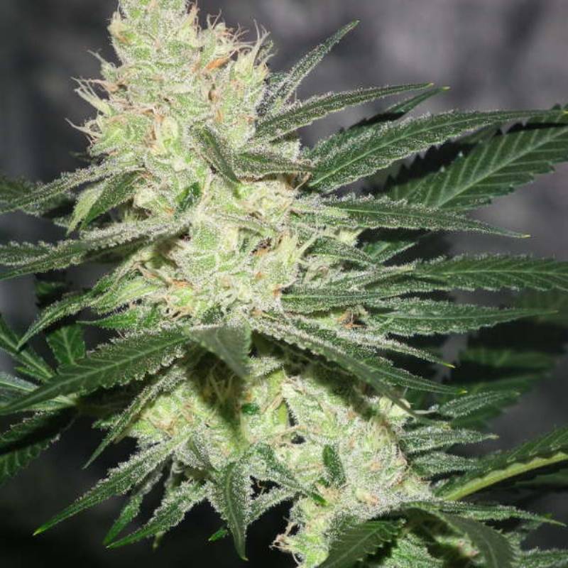 Pucker Punch Regular de Jinxproff Genetics