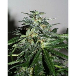 Cyber Cristal Regular de K.C. Brains