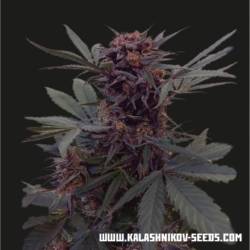 Babushka Black Auto de Kalashnikov Seeds