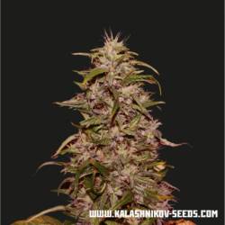 Big Altai Sativa Express