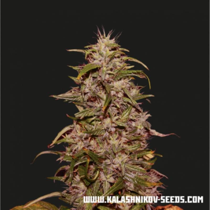 Big Altai Sativa Express de Kalashnikov Seeds