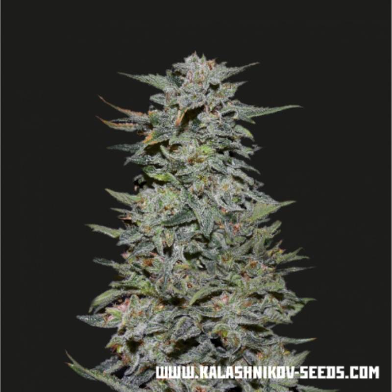 Boy Scout Cookies de Kalashnikov Seeds