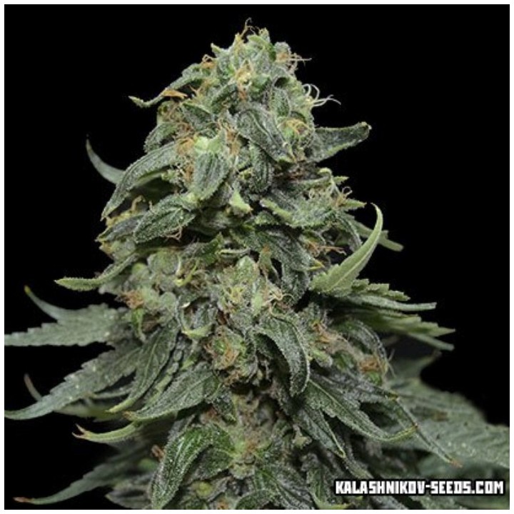 Kabul Express de Kalashnikov Seeds