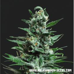 Moscow Blue Berry Auto