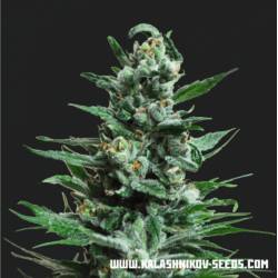 Moscow Blue Berry Auto de Kalashnikov Seeds