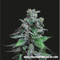 Moscow Blueberry de Kalashnikov Seeds