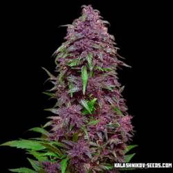 Purple Mazar Auto de Kalashnikov Seeds