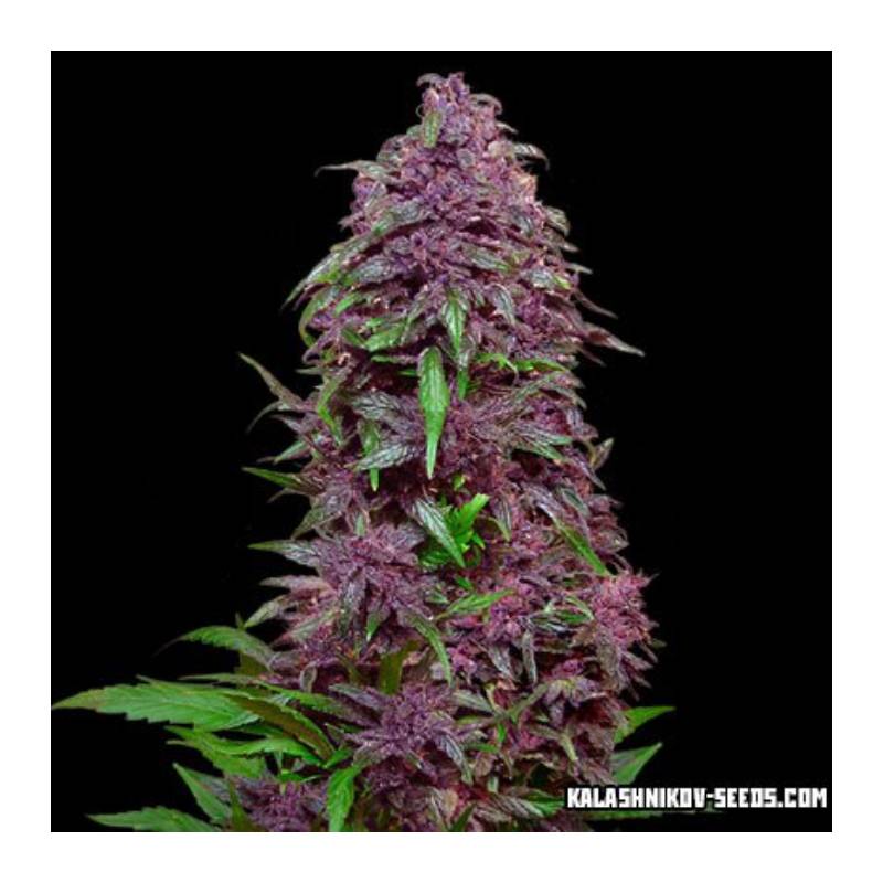 Purple Mazar Auto de Kalashnikov Seeds