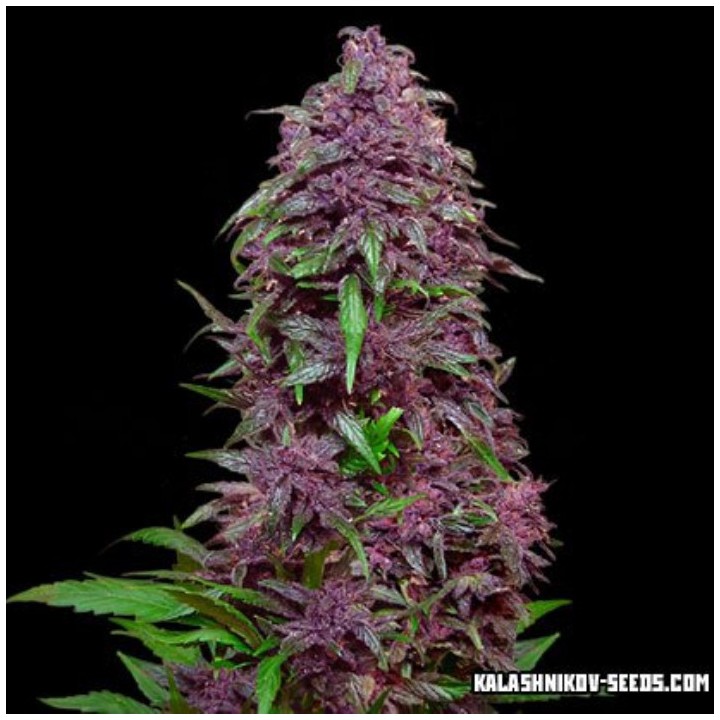 Purple Mazar Auto de Kalashnikov Seeds