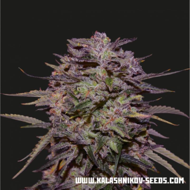 Purple Russian Express de Kalashnikov Seeds