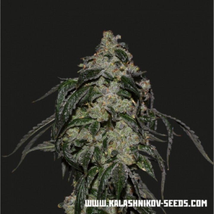Soyuz Og Express de Kalashnikov Seeds
