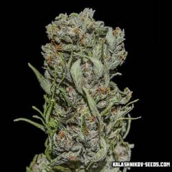 White Critical Express de Kalashnikov Seeds