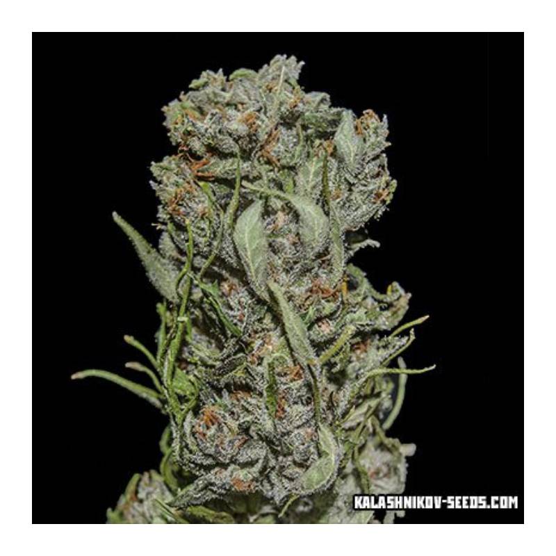 White Critical Express de Kalashnikov Seeds