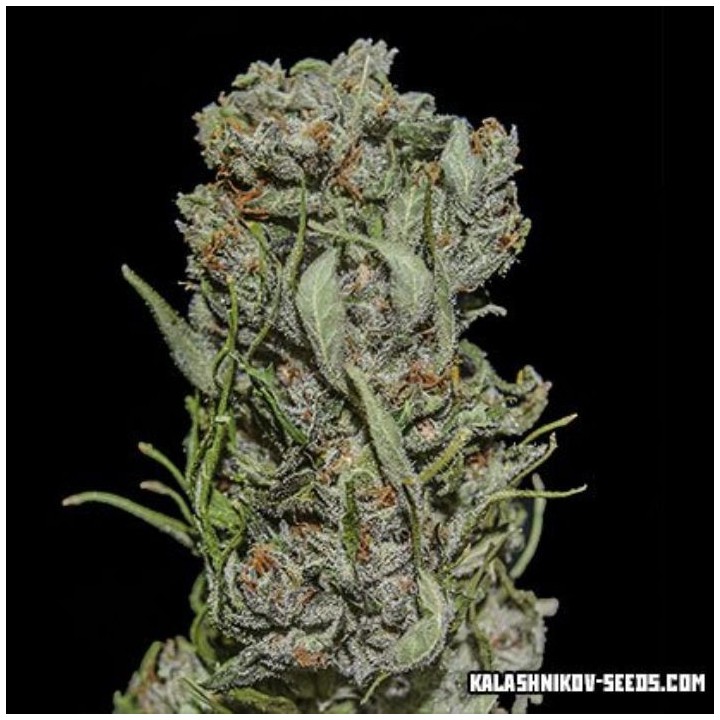 White Critical Express de Kalashnikov Seeds