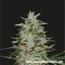 White Russian Og de Kalashnikov Seeds