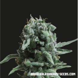 White Widow 47 de Kalashnikov Seeds