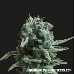 White Widow 47 de Kalashnikov Seeds