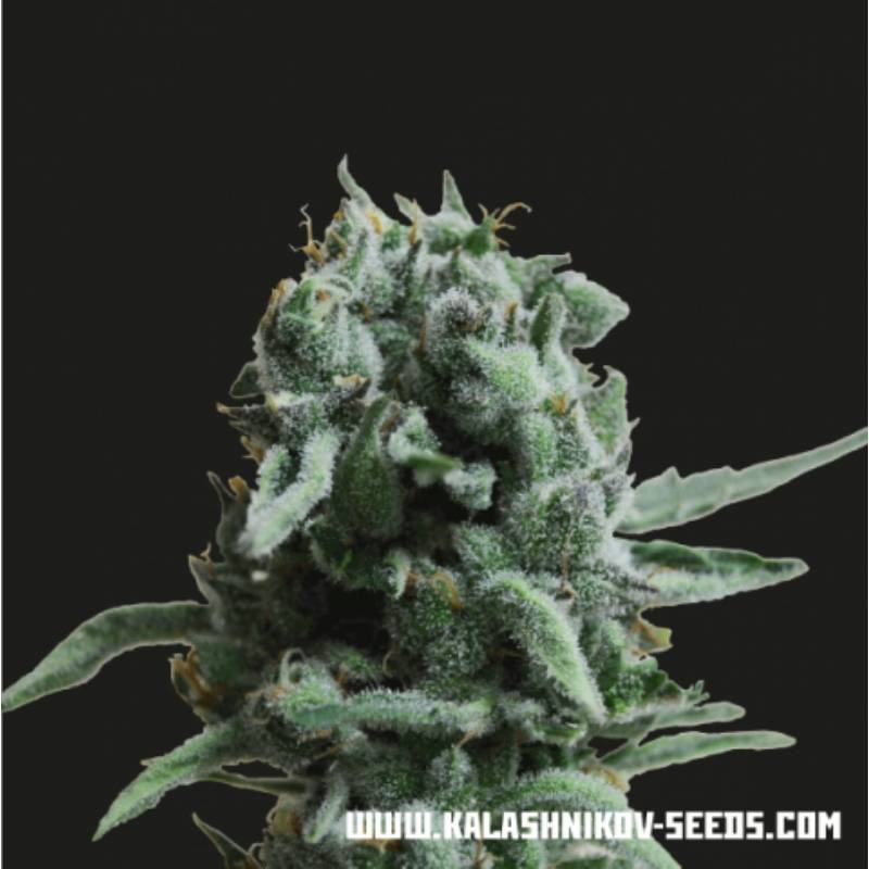 White Widow 47 de Kalashnikov Seeds