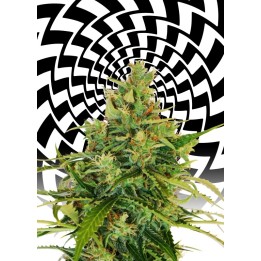 Amnesi-K Lemon de Kannabia Seeds