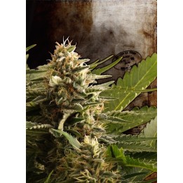 Colombian Jack de Kannabia Seeds