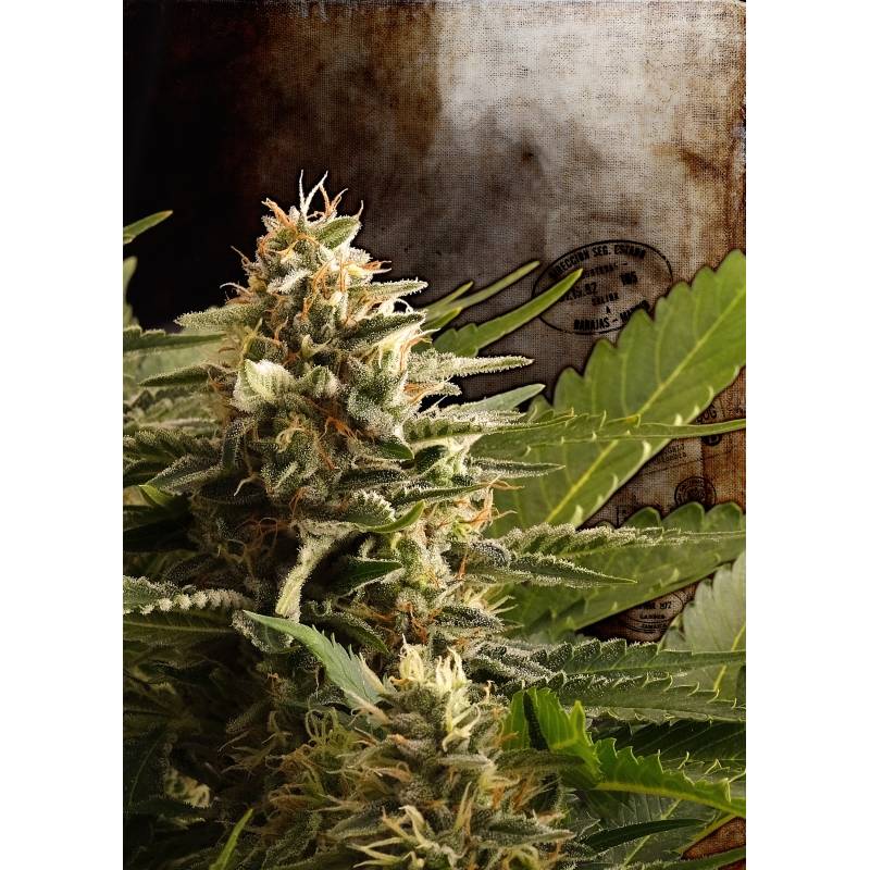 Colombian Jack de Kannabia Seeds