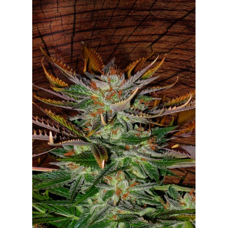 Mcearly Regular de Kannabia Seeds