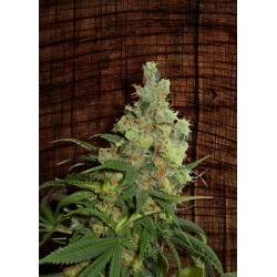 Neil Haze Regular de Kannabia Seeds