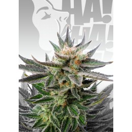 Sativa Dream de Kannabia Seeds