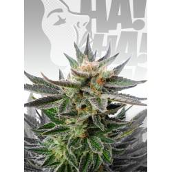 Sativa Dream de Kannabia Seeds