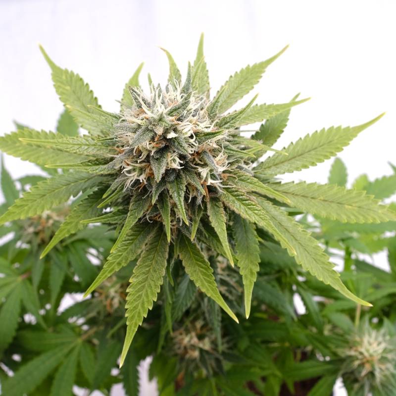 Silver Widow de Kannabia Seeds