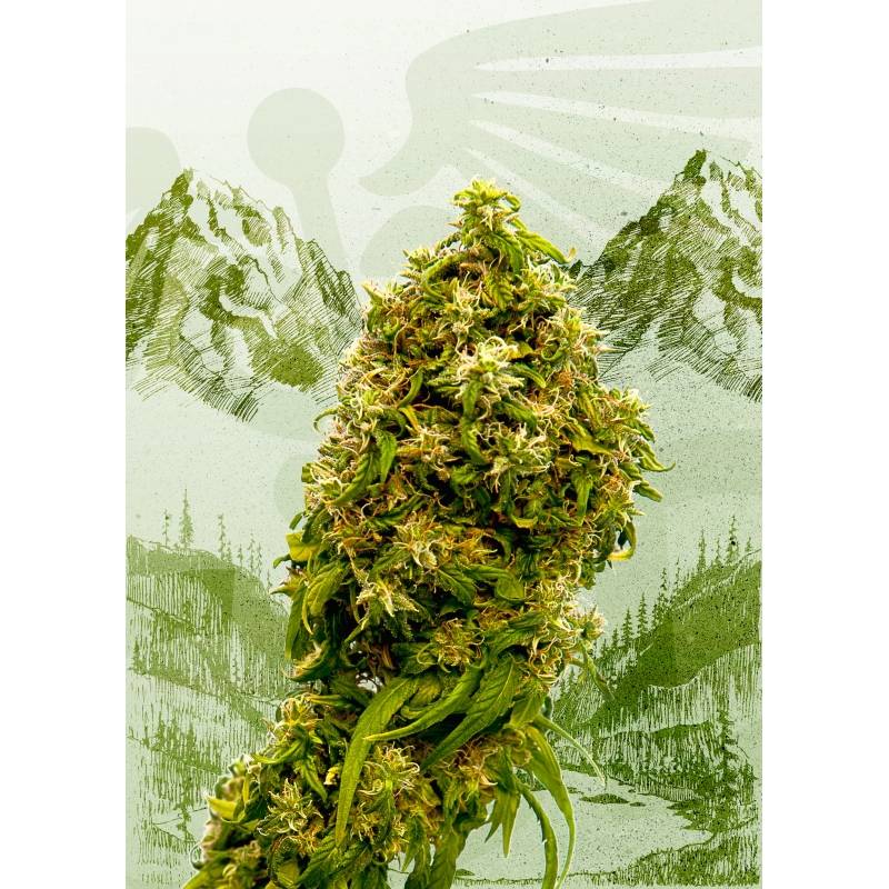 Swiss Dream Cbd de Kannabia Seeds