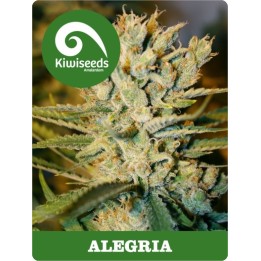 Alegria Regular de Kiwi Seeds