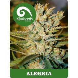 Alegria Regular de Kiwi Seeds