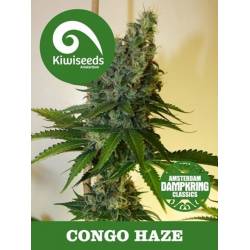 Congo Haze Regular