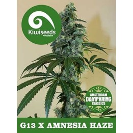 G13 X Amnesia Regular de Kiwi Seeds
