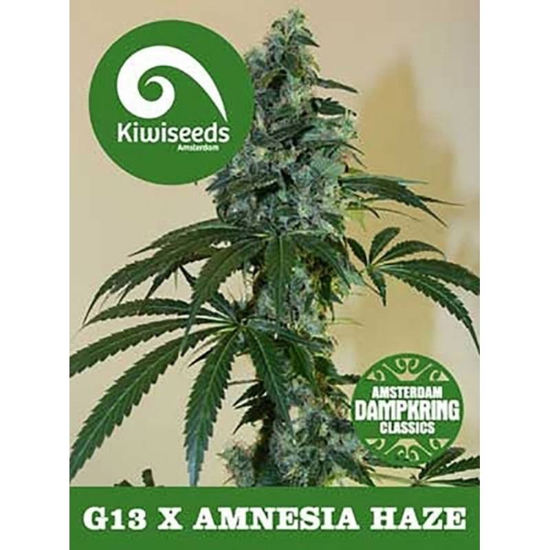 G13 X Amnesia Regular de Kiwi Seeds