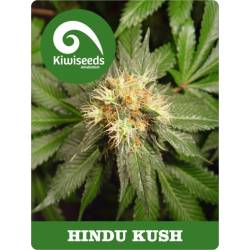 HINDU KUSH - Imagen 1
