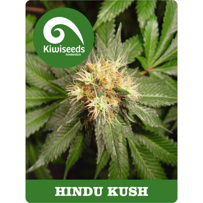 Hindu Kush Regular de Kiwi Seeds
