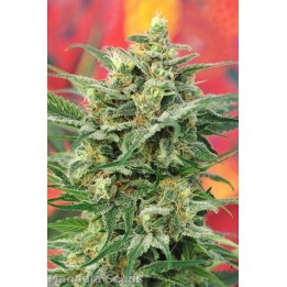 8 Miles Hight Regular de Mandala Seeds