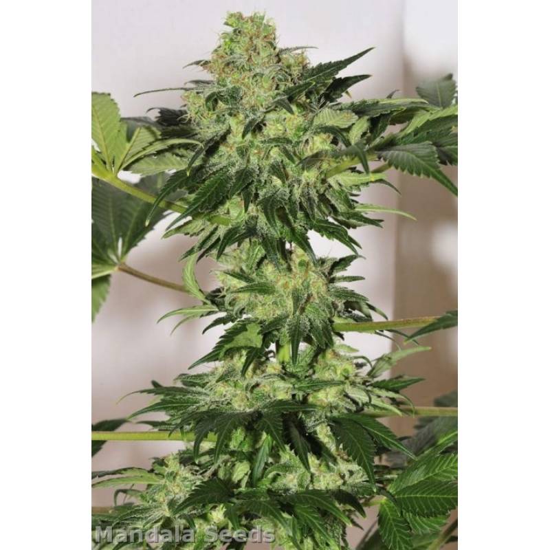 Beyond The Brain Regular de Mandala Seeds