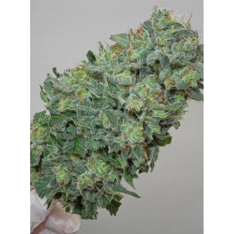 Flashberry Regular de Mandala Seeds