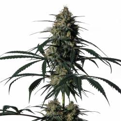 Green Doctor de Medical Marijuana Genetics