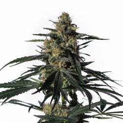 Nightingale de Medical Marijuana Genetics