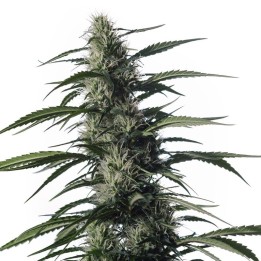 Txaki de Medical Marijuana Genetics