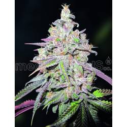 Mendocino Chanel Kush de Medical Seeds