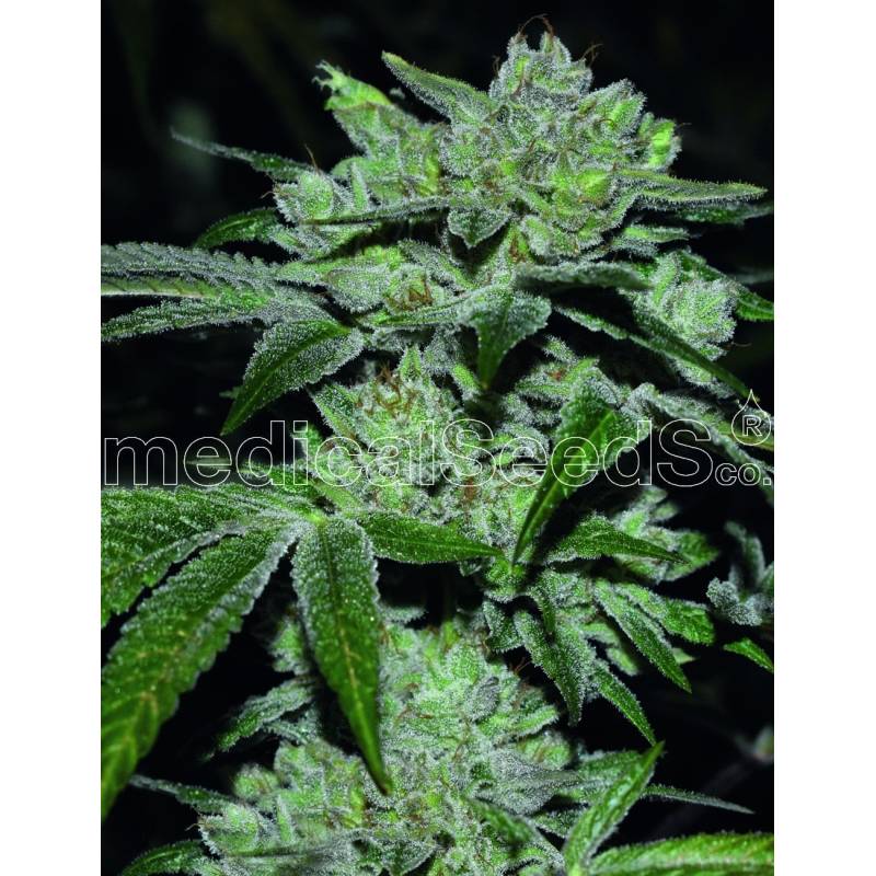 Sour Glue de Medical Seeds